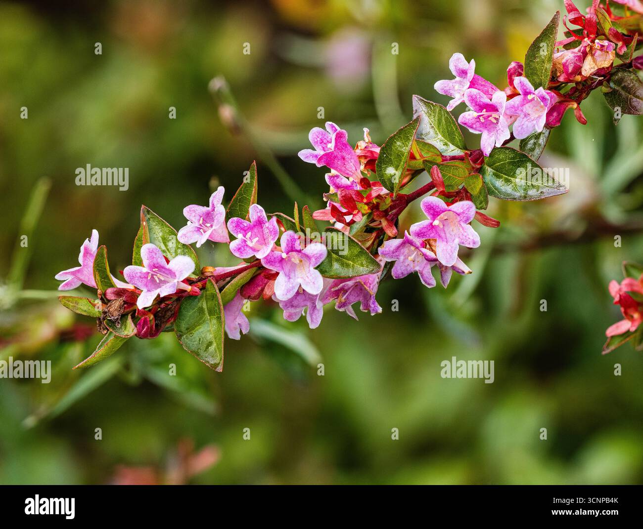 Fleurs roses d'automne de l'arbuste rustique à feuilles persistantes Abelia grandiflora 'Edward Goucher' Banque D'Images