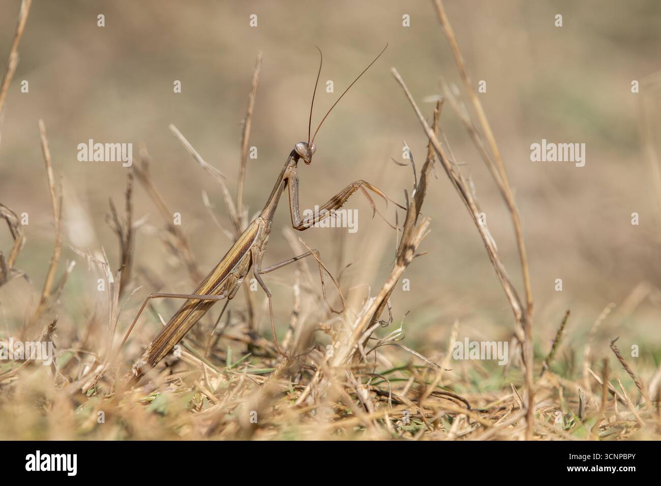 Mantis religiosa (Mantis religiosa) parmi les brins d'herbe séchée. Banque D'Images