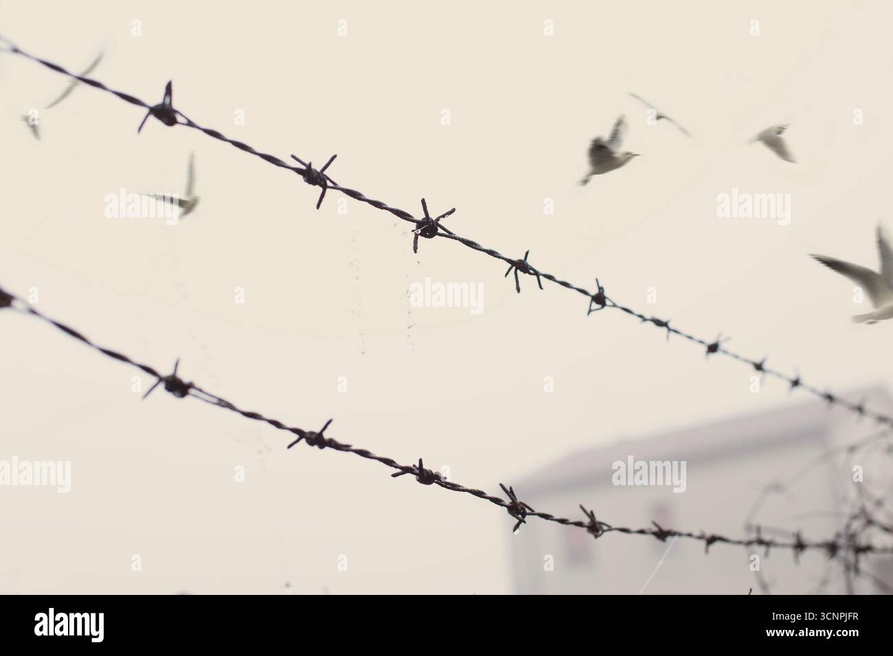 Clôture métallique en gros plan avec des oiseaux volant librement au-delà du ciel Banque D'Images