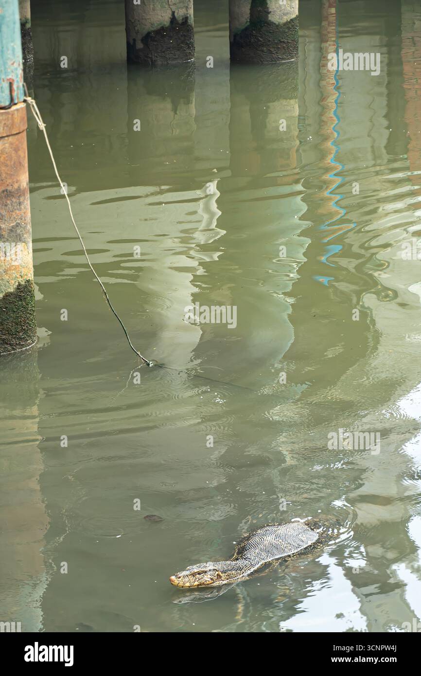Moniteur d'eau asiatique (Varanus salvator), grand lézard varanide dans une rivière dans le centre de Bangkok, Phra Nakhon Banque D'Images