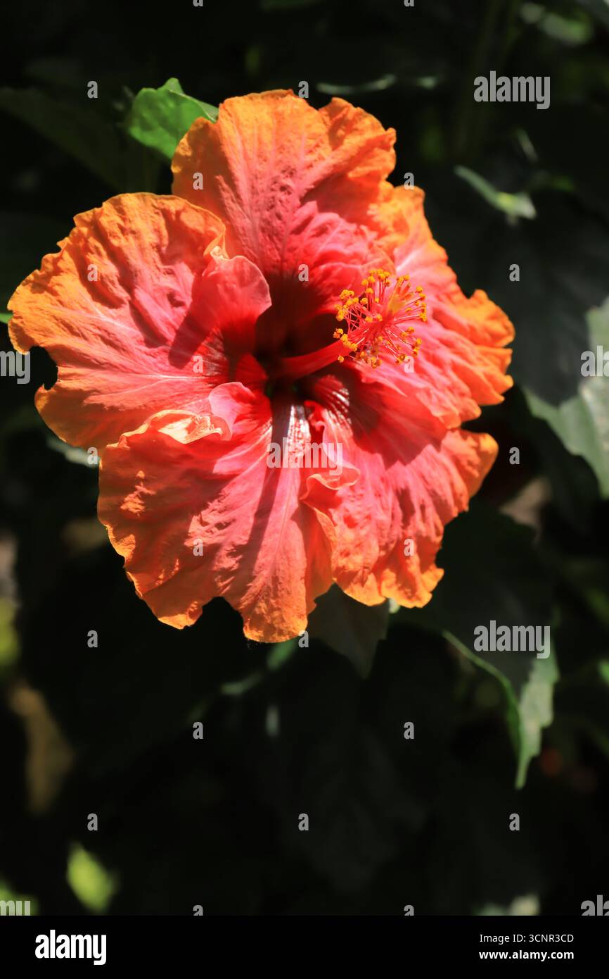 Les hibiscus sont de si belles fleurs. Banque D'Images