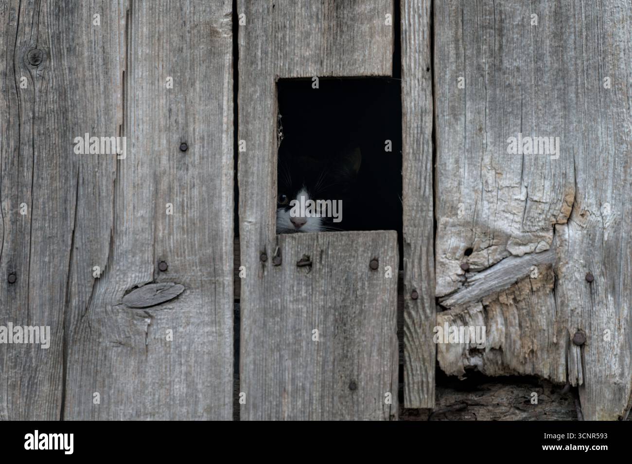 Bosnie-Herzégovine, Drvar (Mun.), Vrtoče (Drvar) : chat caché dans un hangar Banque D'Images