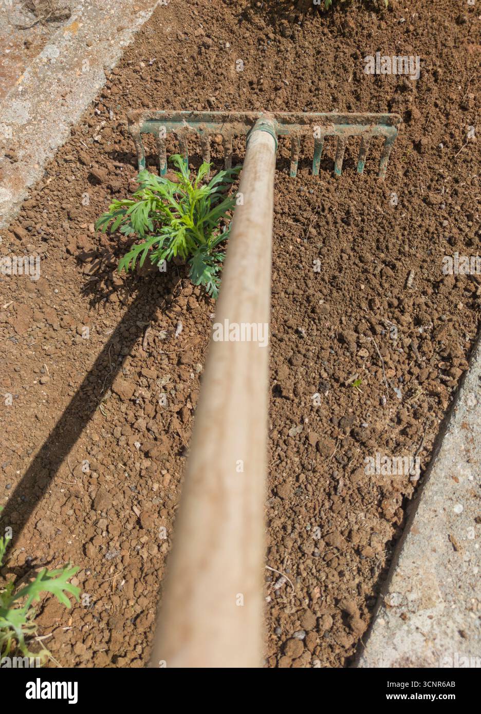 Ratissage du sol après avoir planté les boules de racines. Tâches de transplantation dans les jardins Banque D'Images