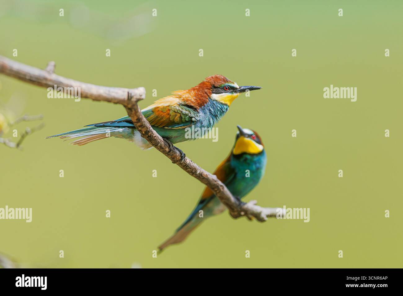 Apiculteur européen Merops apiaster assis sur la branche affichant des plumes multicolores vives Banque D'Images