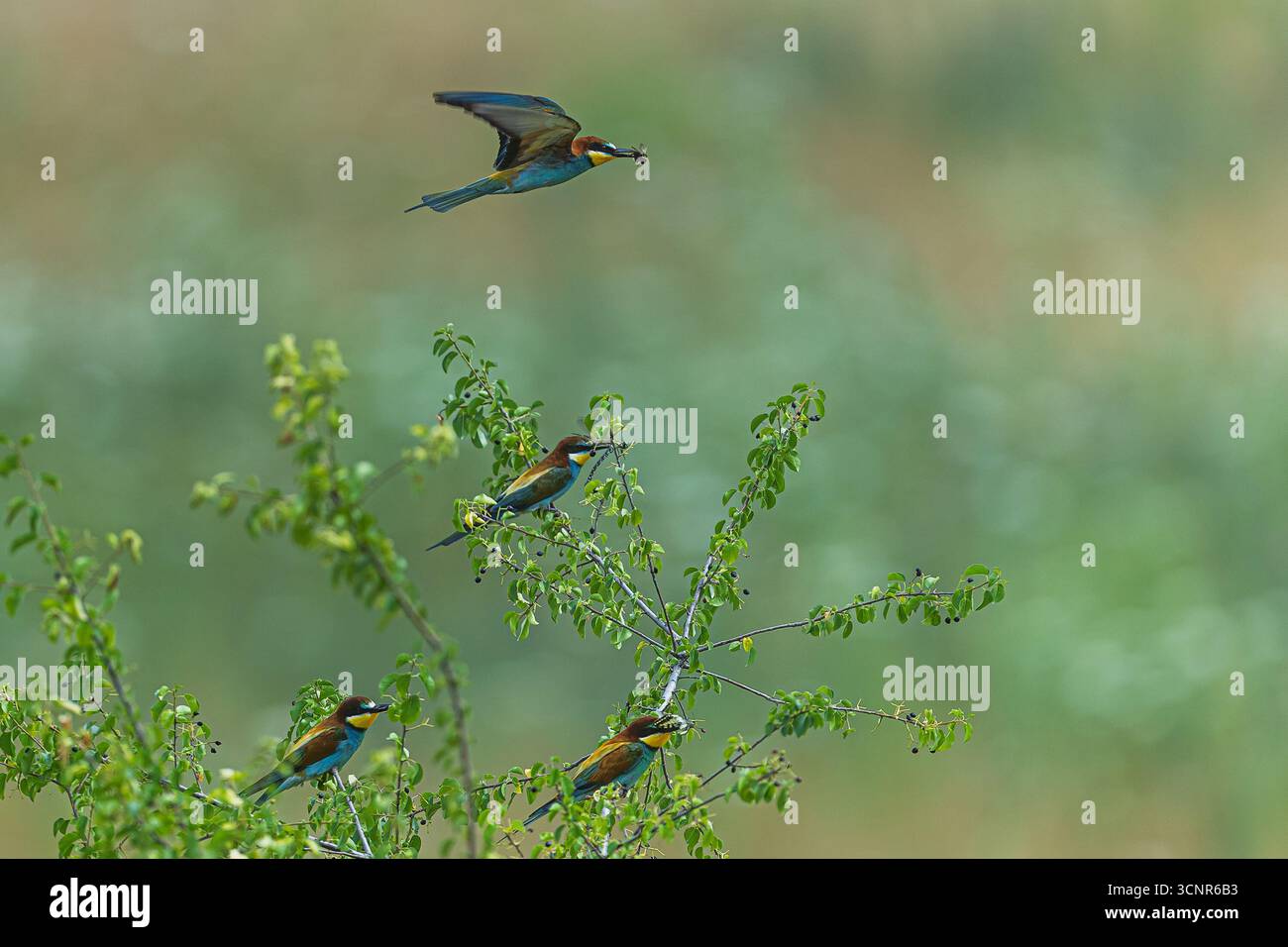 Le groupe européen des mangeurs d'abeilles (Merops apiaster) est perché sur des branches tandis qu'un oiseau vole au-dessus en tenant un insecte dans son bec. Banque D'Images