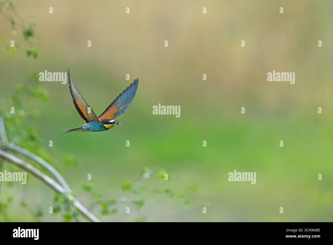 L'apiculteur européen (Merops apiaster) est représenté en vol portant un insecte dans son bec au-dessus d'une prairie verte floue. Banque D'Images