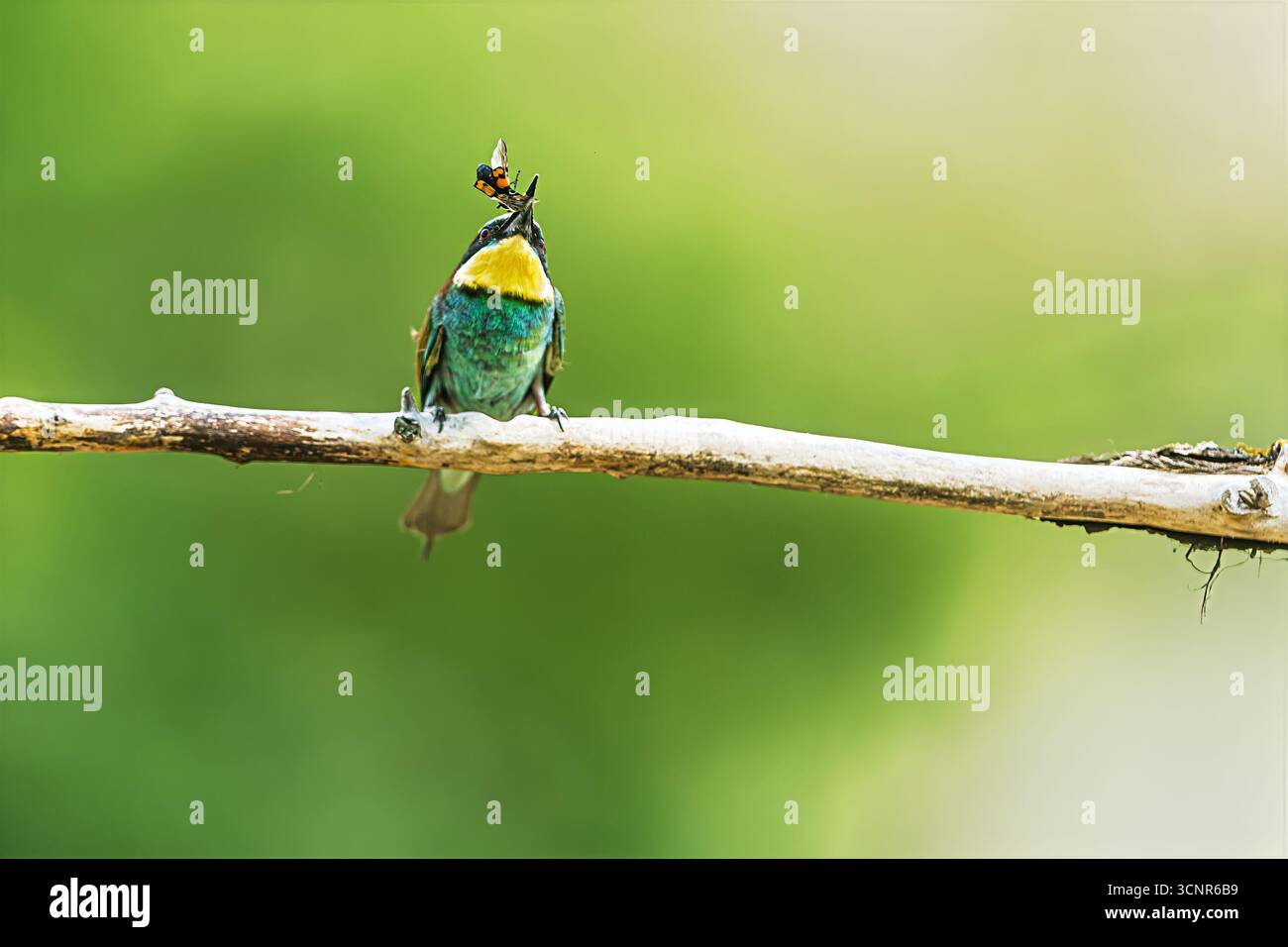 L'apiculteur européen (Merops apiaster) est perché sur une branche jetant une guêpe dans l'air avant de la manger. Banque D'Images