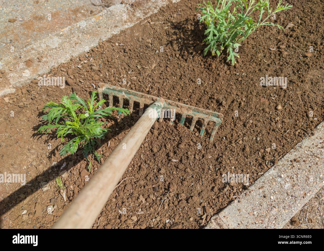 Ratissage du sol après avoir planté les boules de racines. Tâches de transplantation dans les jardins Banque D'Images