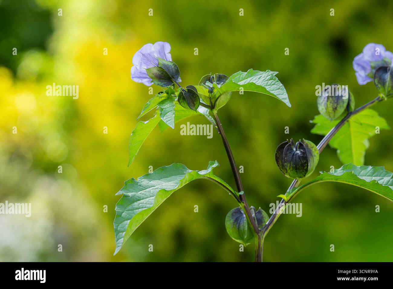 Nicandra physalodes connu sous le nom de pomme-du-Pérou et plante de shoo-fly. Gros plan d'une pomme du Pérou (nicandra physalodes) fleur en fleur. Banque D'Images
