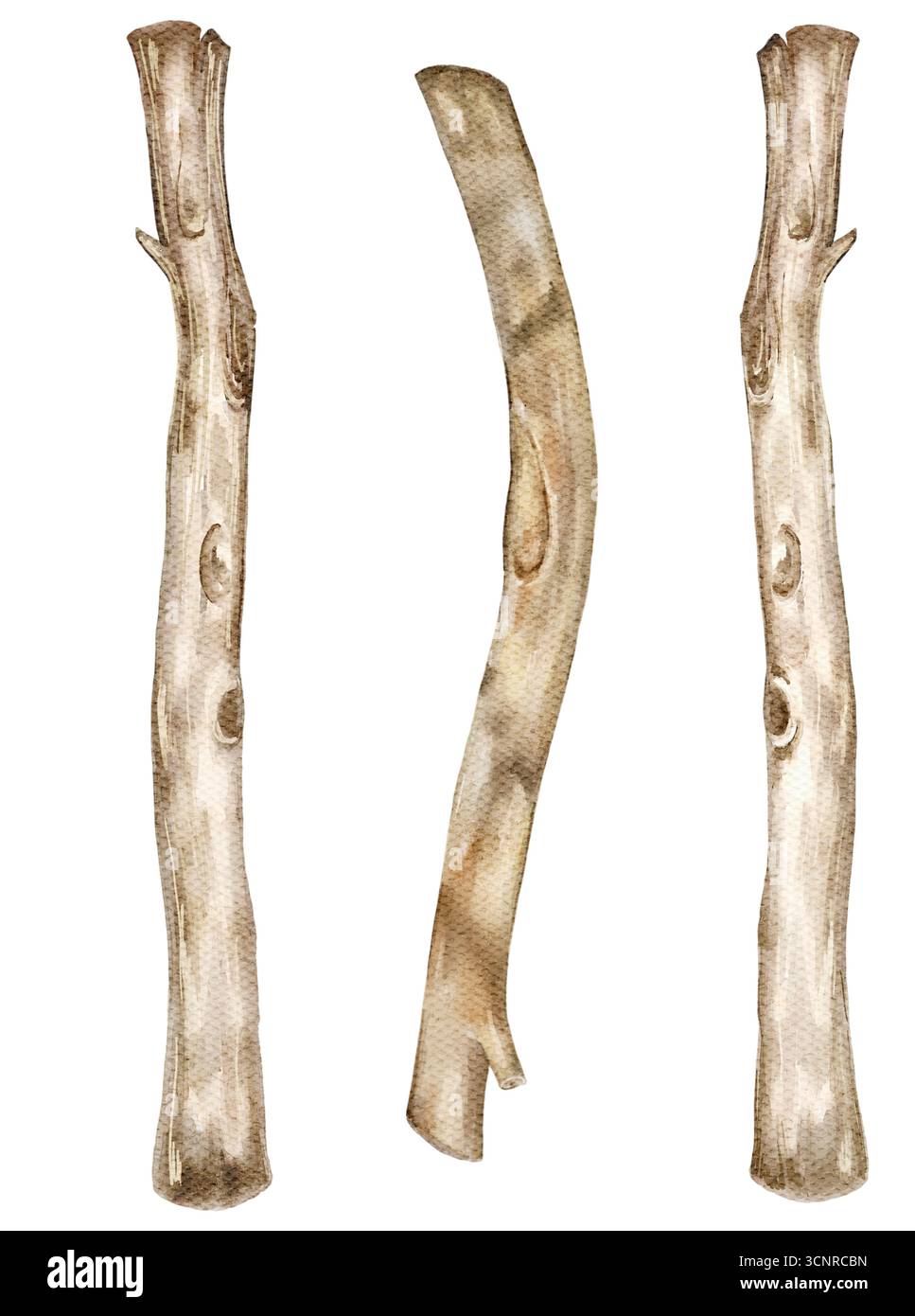 Illustration aquarelle de deux troncs d'arbres rustiques avec texture d'écorce. Peint à la main avec des détails terreux, reflétant l'atmosphère boisée et le charme naturel Banque D'Images