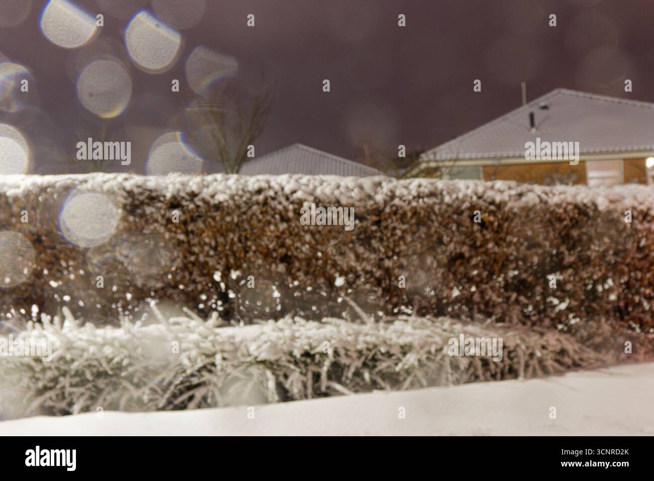 Une haie coupée et une parcelle d'herbe reposent sous la neige tandis que les maisons voisines présentent des toits blancs brillants. Le quartier semble immobile et bien rangé, avec des nuages bas Banque D'Images