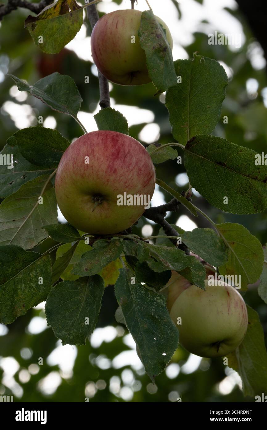 James Grieve pommes. Banque D'Images