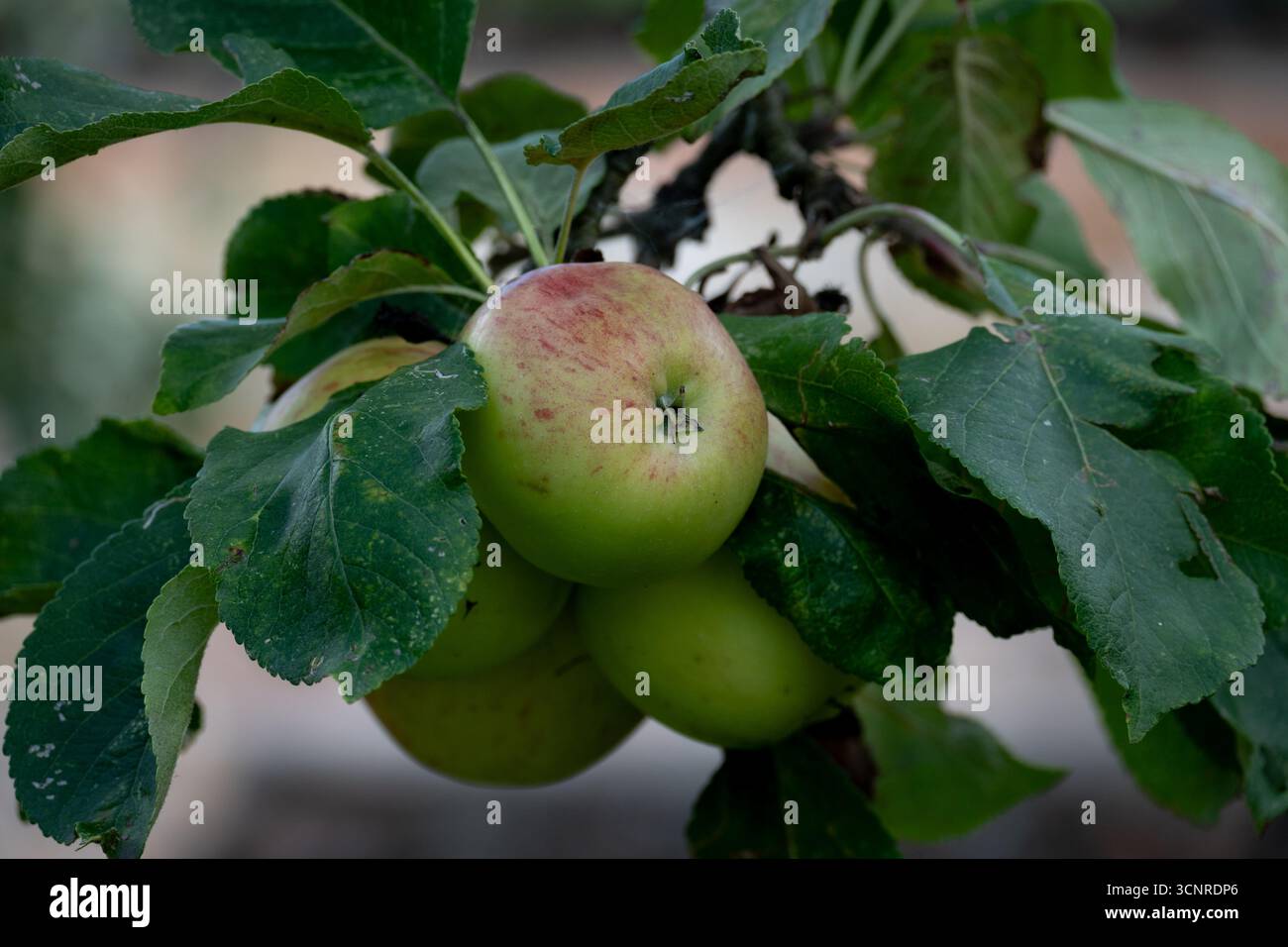 James Grieve pommes. Banque D'Images