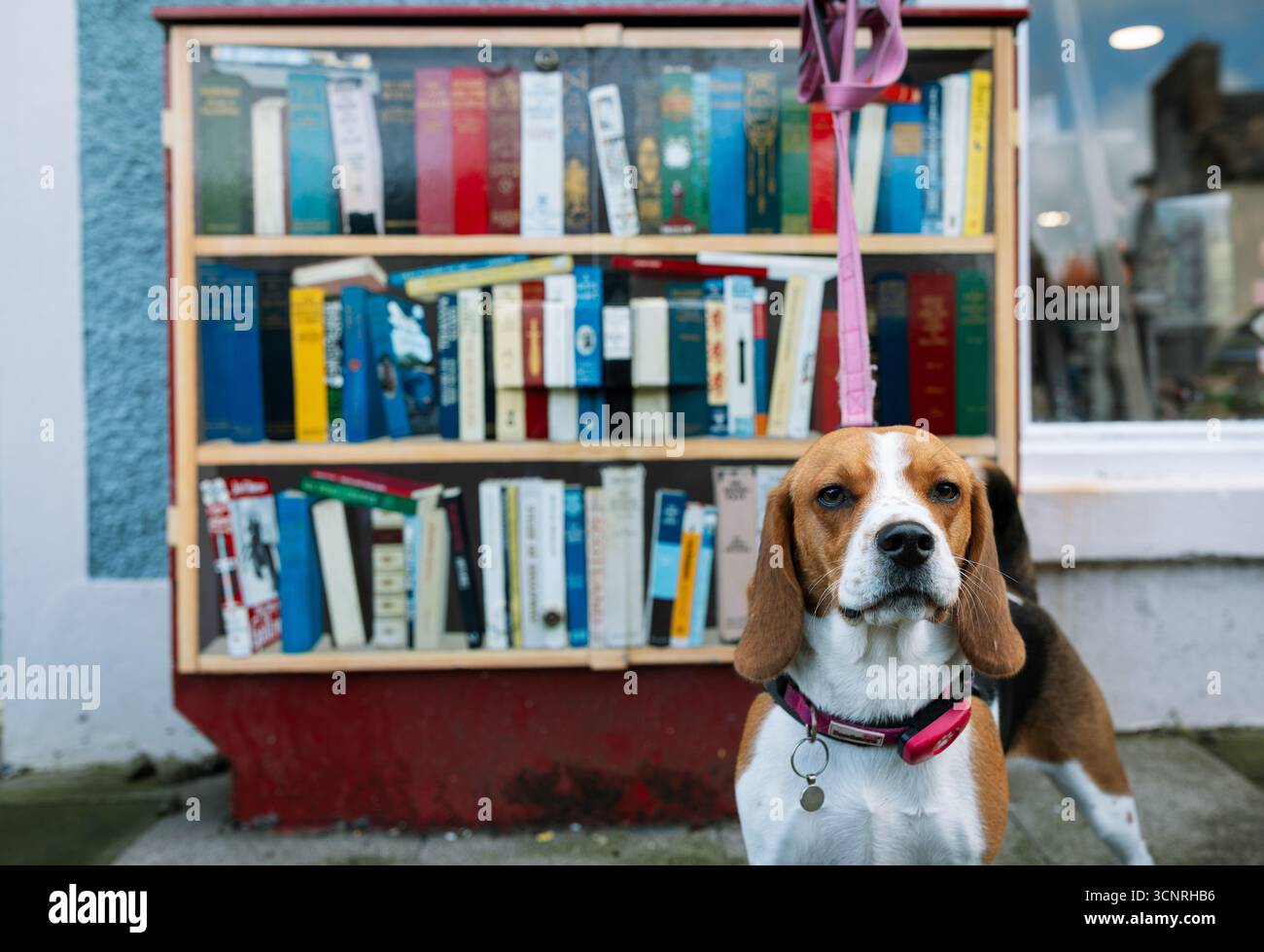 Chien devant une étagère à livres, à Wigtown, en Écosse, qui organise un festival annuel du livre. Banque D'Images