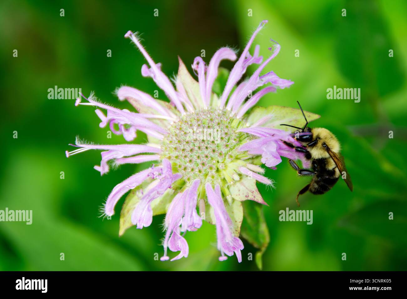 Un bourdon commun de l'est (Bombus impatiens) puise sur une fleur de mélisse dans le comté de Waukesha, WI. Banque D'Images