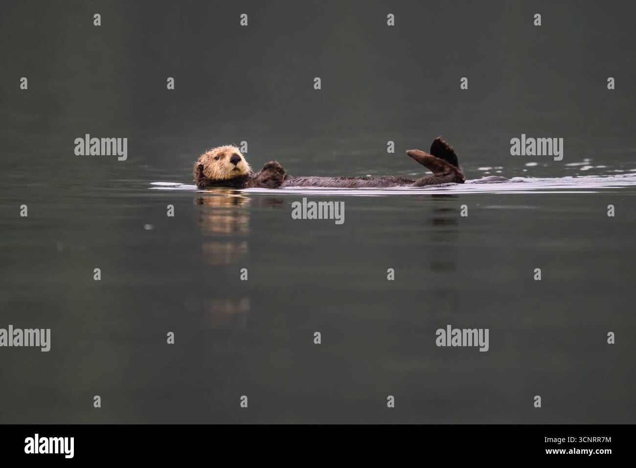 Loutre de mer flottant sur le dos dans des eaux calmes près de Port Alice, île de Vancouver, C.-B. Banque D'Images