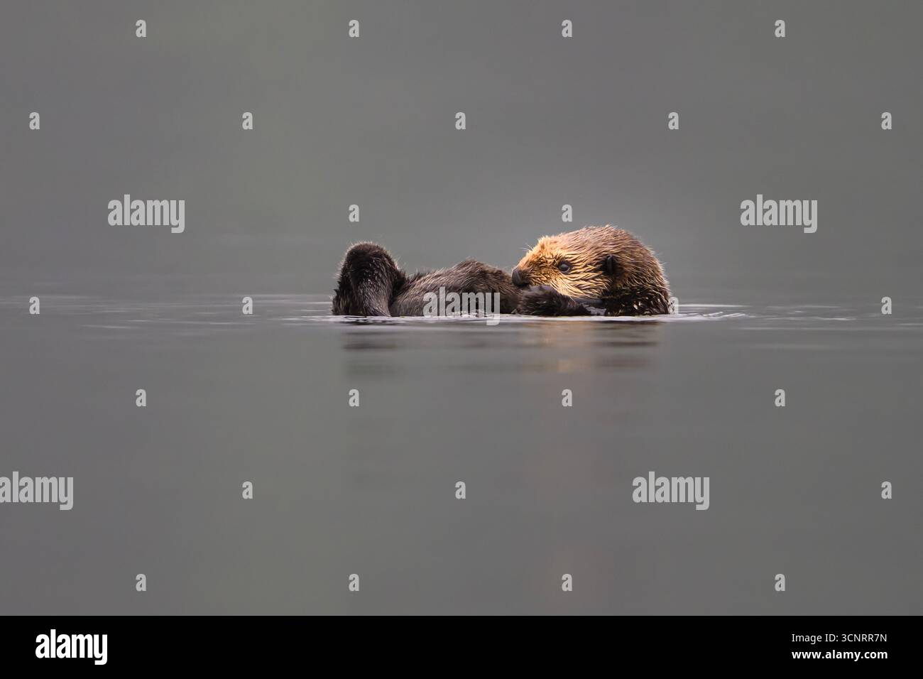 Loutre de mer flottant sur le dos dans des eaux calmes près de Port Alice, île de Vancouver, C.-B. Banque D'Images