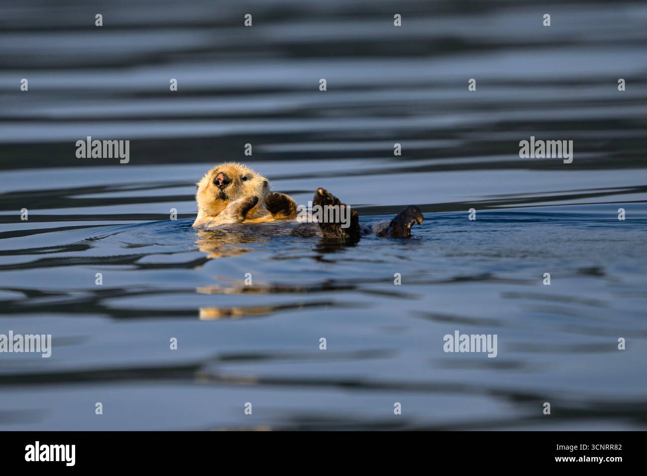 Loutre de mer flottant sur le dos dans des eaux calmes près de Port Alice, île de Vancouver, C.-B. Banque D'Images
