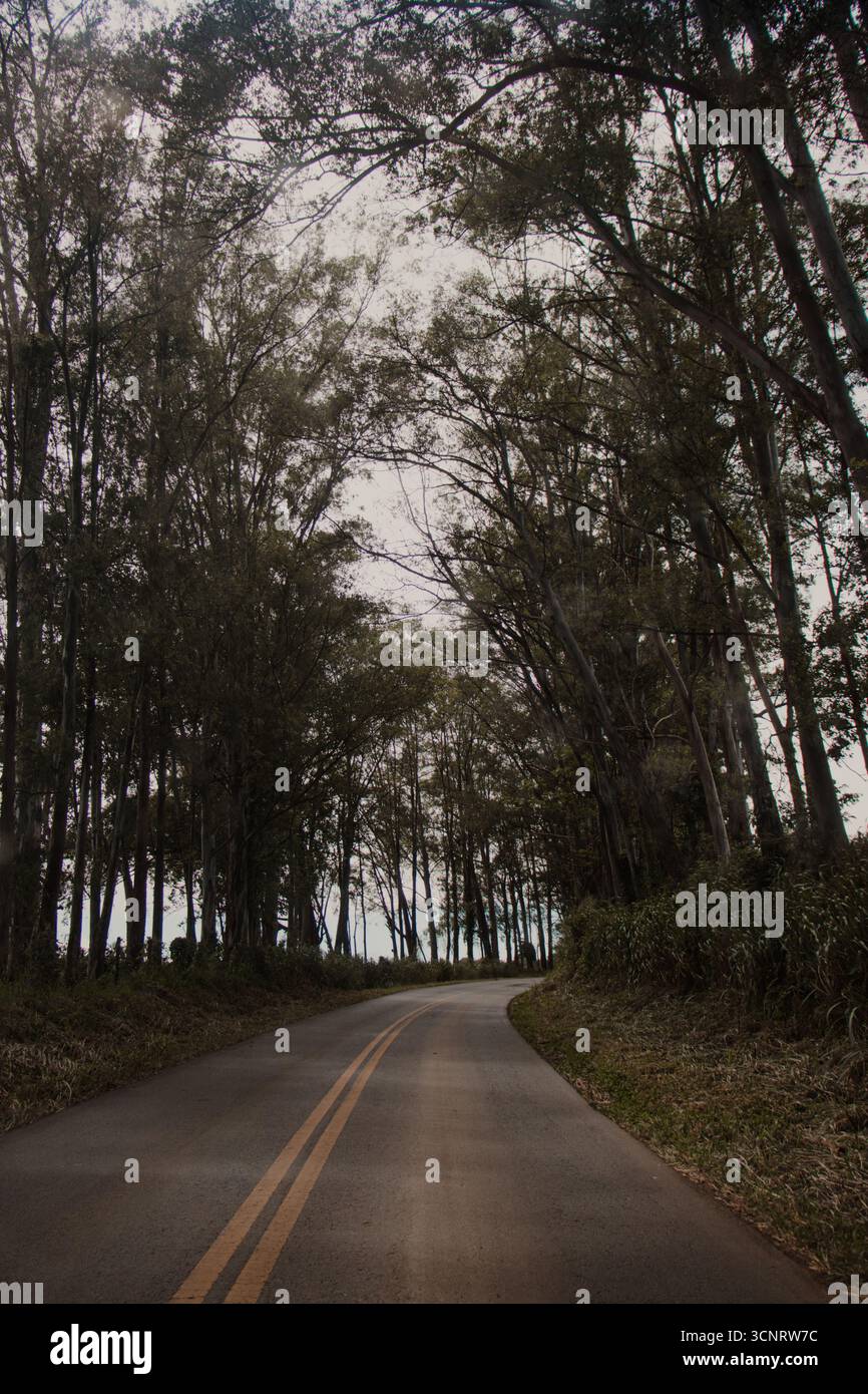 Route à travers la forêt avec des arbres en surplomb Banque D'Images