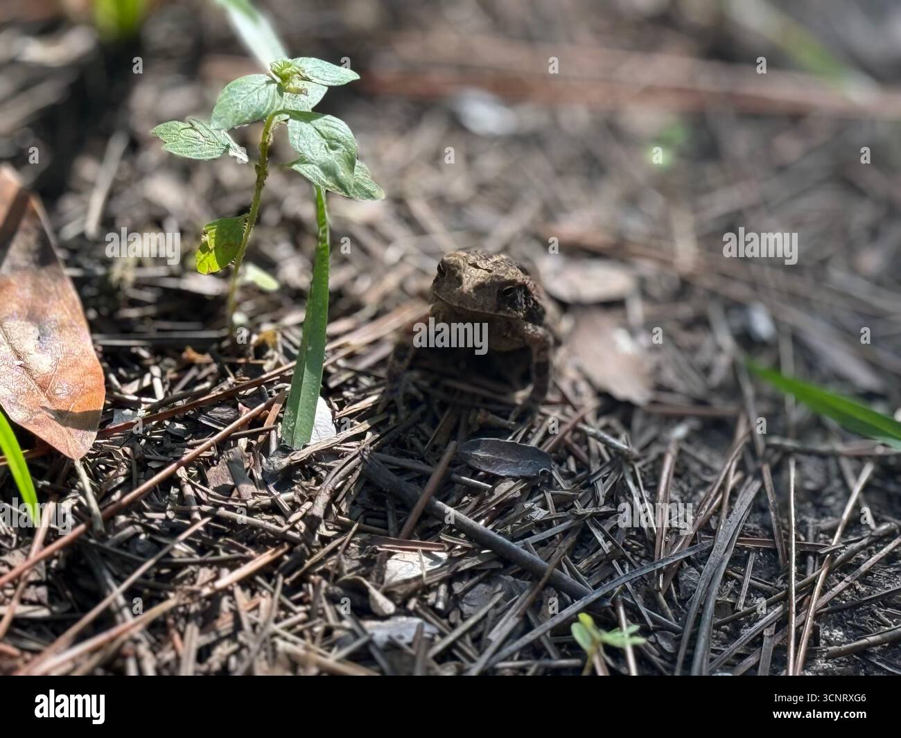 Grenouille sur le sol forestier à côté d'une petite plante Banque D'Images