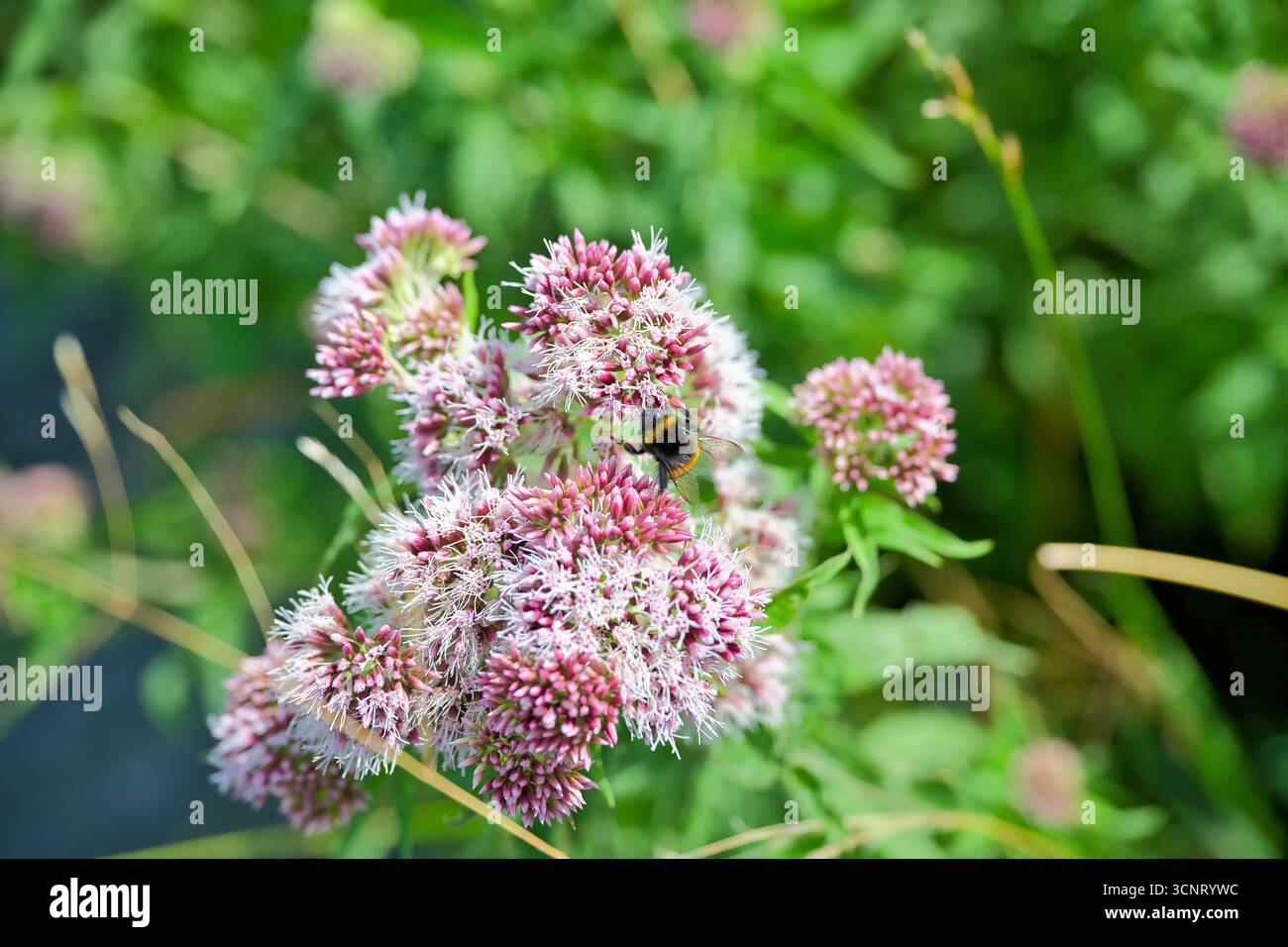 Abeille sur une plante rose Banque D'Images