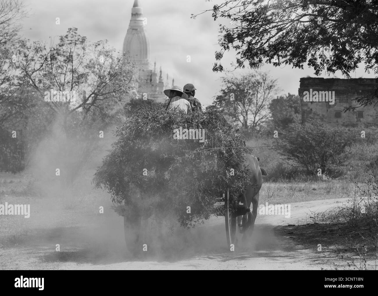 Chariot à bœufs sur la route rurale poussiéreuse avec les agriculteurs et la charge de récolte en noir et blanc – Agriculture traditionnelle et patrimoine culturel Banque D'Images