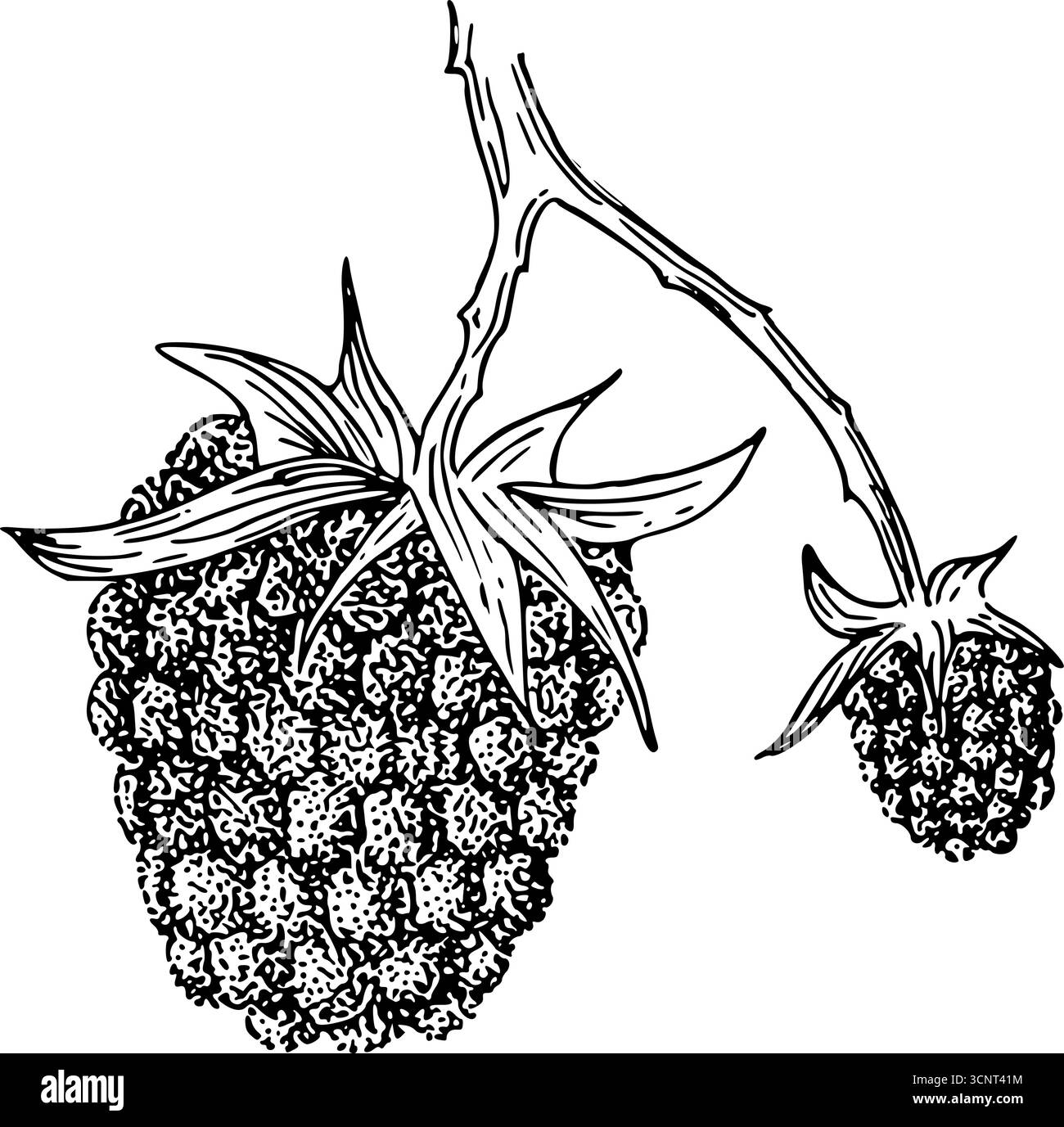 Illustration vintage détaillée en noir et blanc de framboise avec des feuilles, design artistique, montrant un fruit mûr. Dessin au trait idéal pour les impressions botaniques Illustration de Vecteur