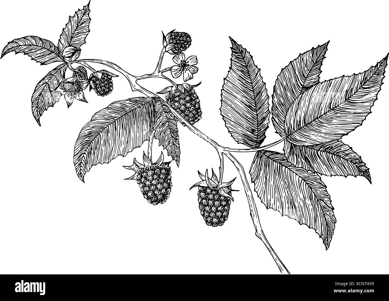 Illustration botanique vintage en noir et blanc de framboises sur une tige, montrant un fruit mûr. Dessin au trait détaillé idéal pour les impressions botaniques Illustration de Vecteur