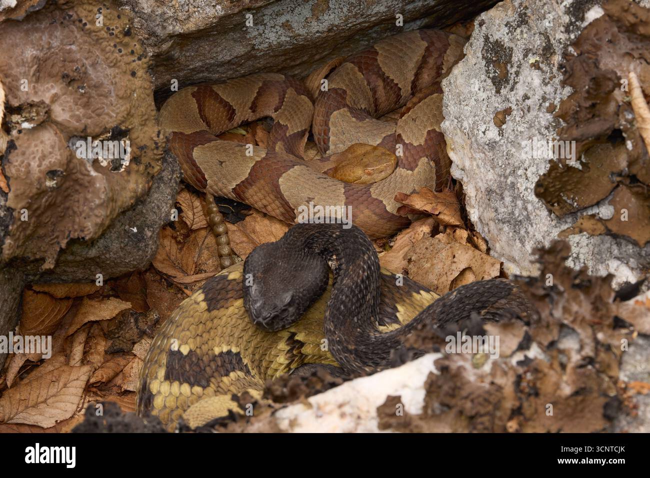 Crotales à sonnettes, Crotalus horridus et cuivrés, Agkistrodon contortrix, femelles gestantes ensemble à la rookery partagée, Maryland Banque D'Images