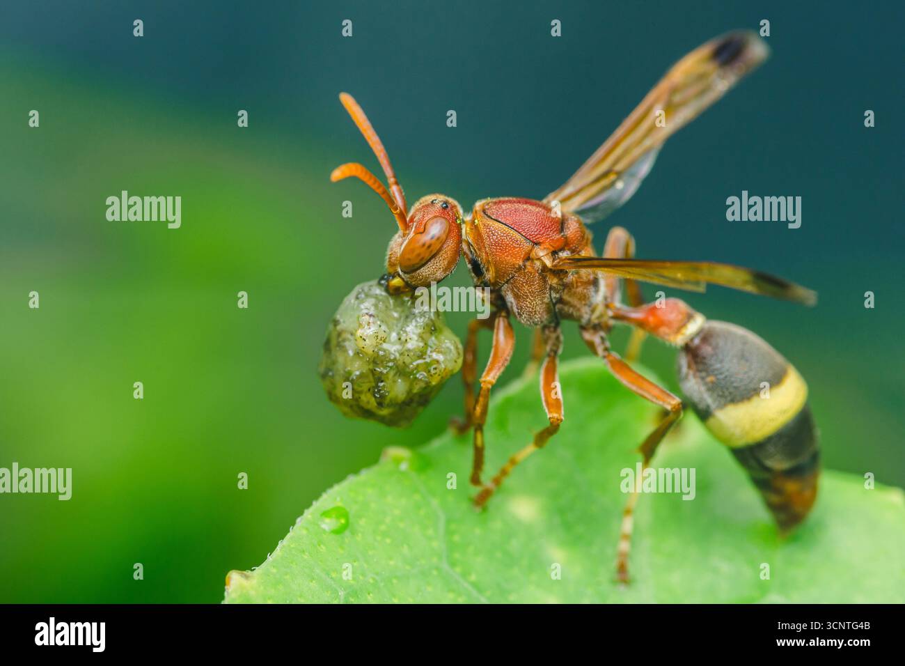 Guêpe rouge, également connue sous le nom de guêpe en papier, portant une boule de nourriture sur une feuille verte vibrante, mettant en valeur le comportement de l'insecte en matière de recherche de nourriture dans son habitat naturel Banque D'Images