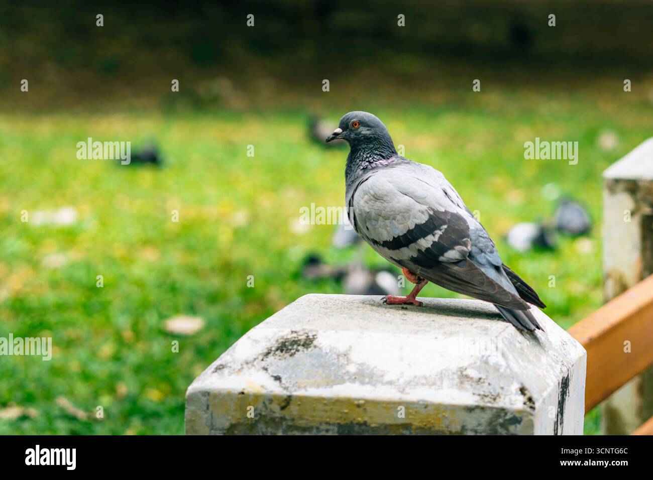 Beau pigeon debout sur un poteau en béton dans un parc de la ville, avec de l'herbe verte floue et d'autres pigeons en arrière-plan, profitant d'une journée ensoleillée Banque D'Images
