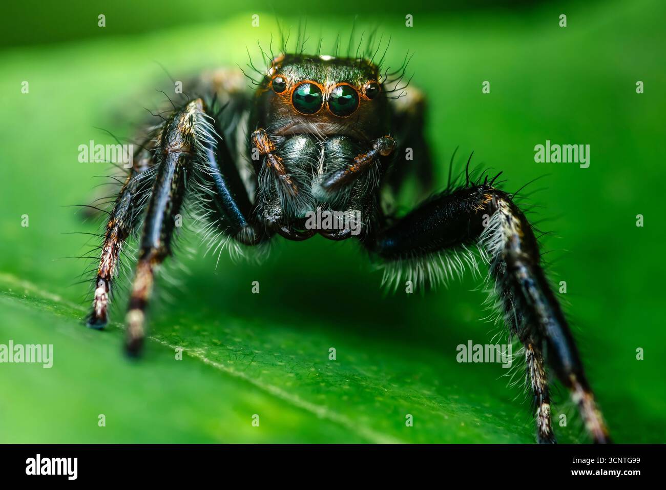 Gros plan extrême d'une araignée sautant perchée sur une feuille verte éclatante, révélant les détails complexes de ses pattes poilues et ses yeux frappants, la mettant en valeur Banque D'Images