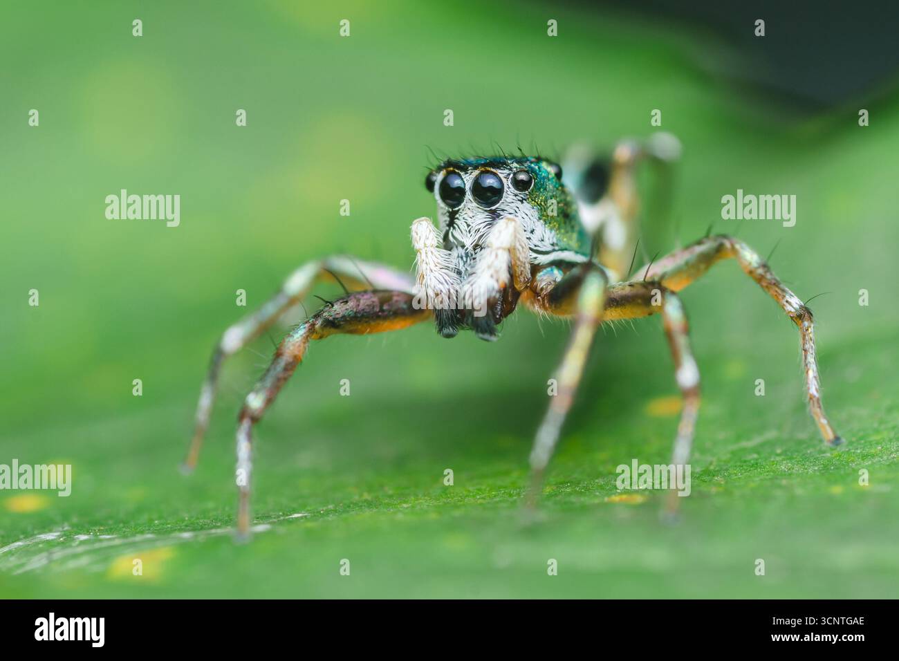 Gros plan d'araignée sautante colorée debout sur une feuille verte vibrante, mettant en valeur les détails complexes de son corps et de grands yeux, capturant la beauté et Banque D'Images
