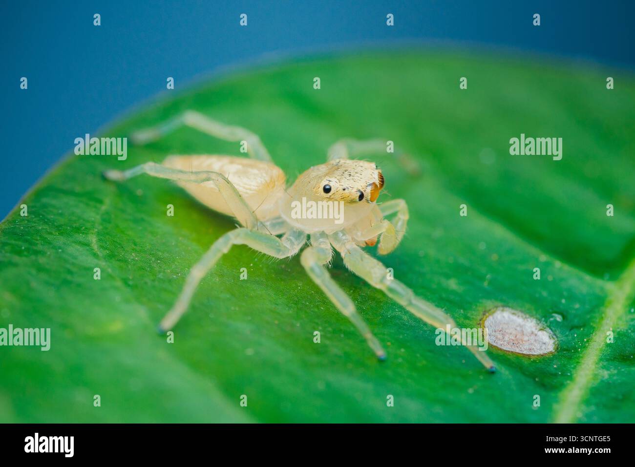 La macro-photographie en gros plan capture une petite araignée jaune sautant explorant une feuille verte éclatante, mettant en valeur les détails complexes de son corps et du Banque D'Images
