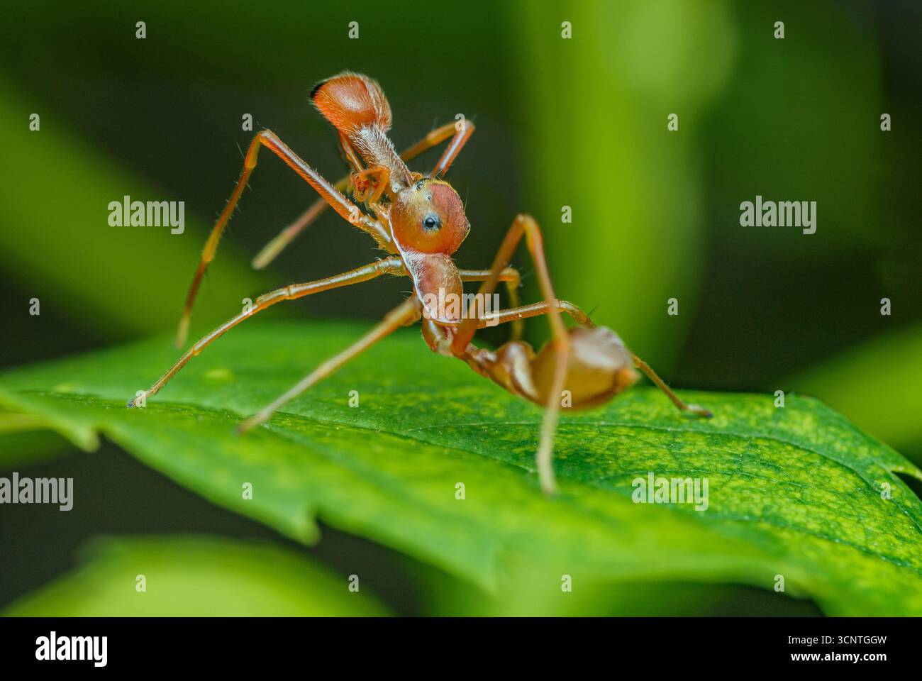Le sauteur Kerengga semblable à une fourmi, une espèce d'araignée qui imite l'apparence et le comportement des fourmis de tisserands, se tient sur une feuille verte vibrante, mettant en valeur Banque D'Images