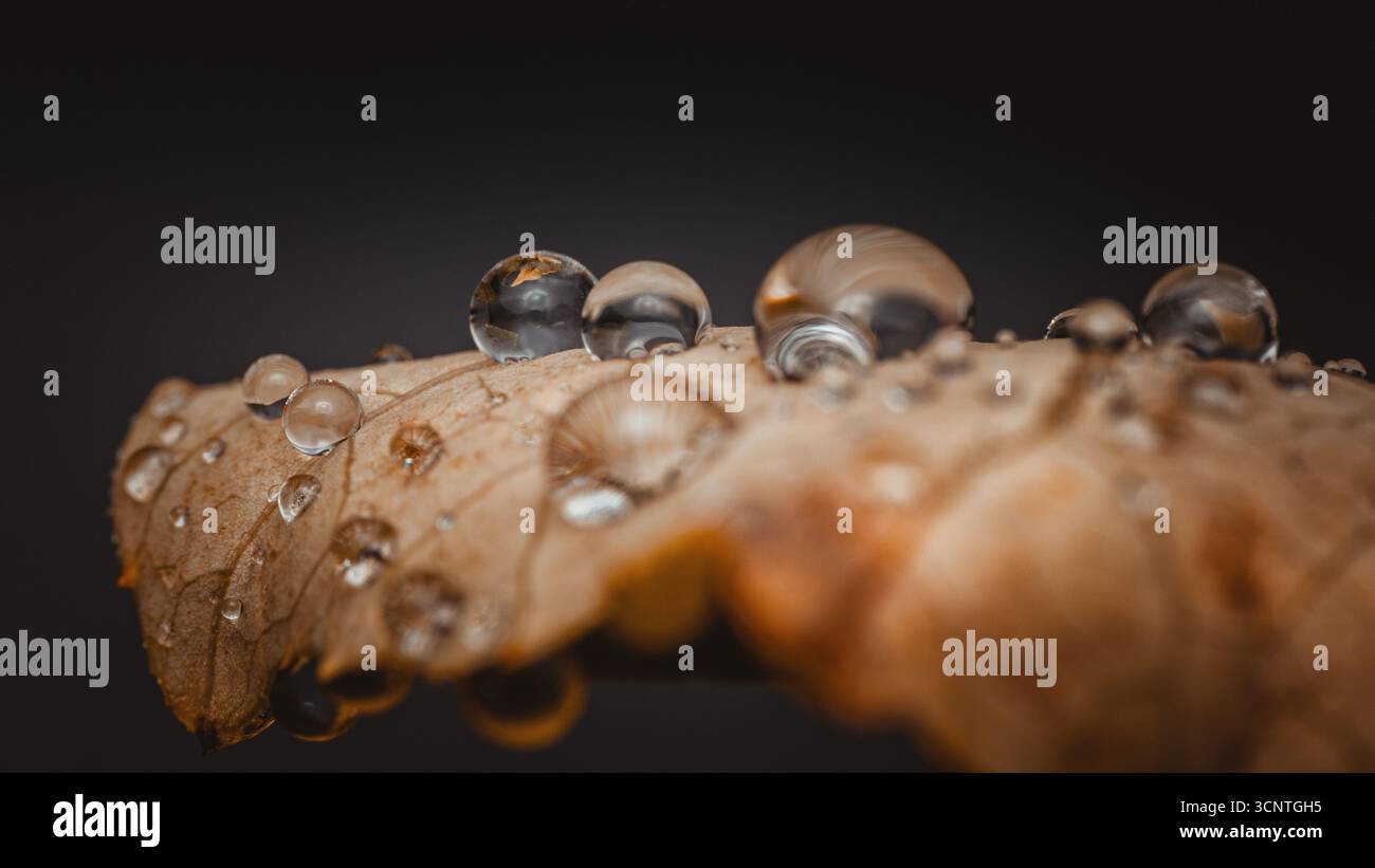 Capturez la beauté délicate des gouttelettes d'eau cristallines accrochées à une feuille d'automne texturée, créant un jeu fascinant de lumière et d'ombre Banque D'Images