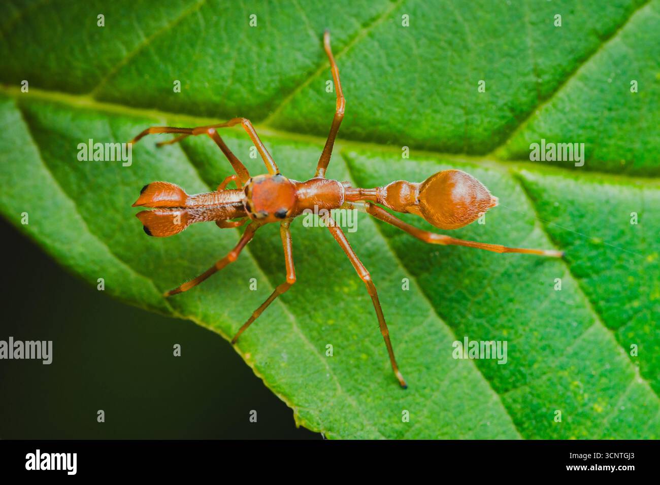 L'araignée jumper orange Kerengga semblable à une fourmi imite une fourmi tisseuse tout en se tenant debout sur une feuille verte vibrante, mettant en valeur son camouflage et sa pred remarquables Banque D'Images
