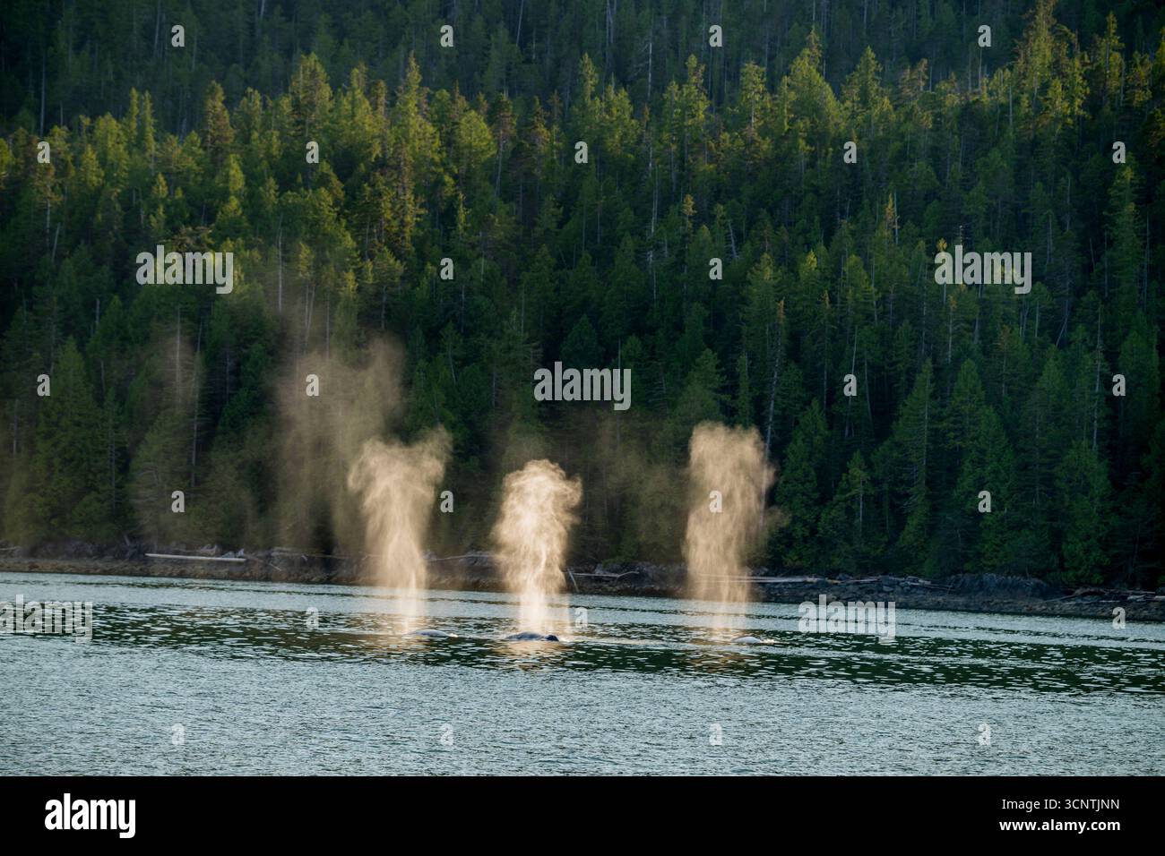Rorquals communs (Balaenoptera physalus) dans le chenal Douglas, forêt pluviale Great Bear, Colombie-Britannique, Canada. Banque D'Images