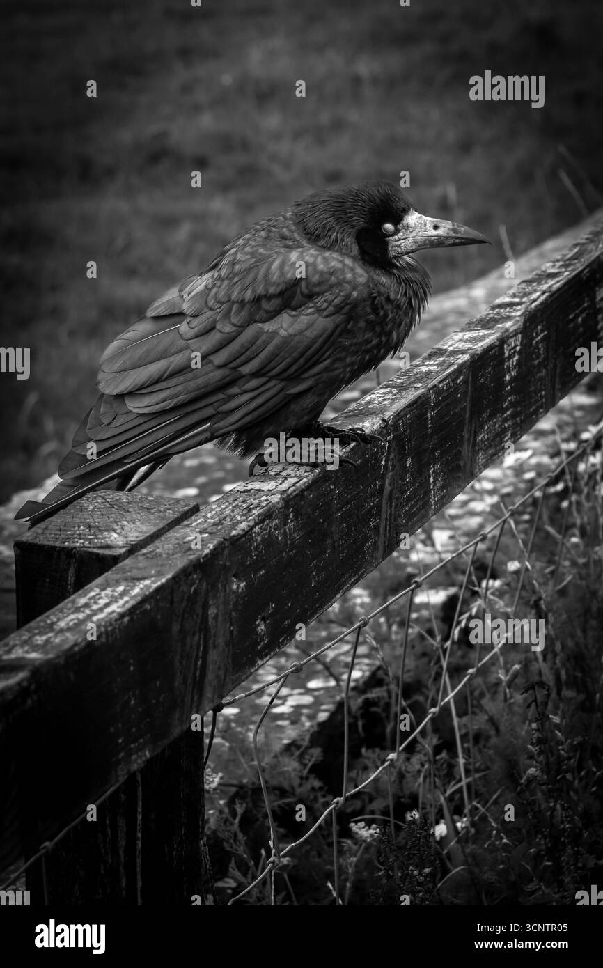 Tour perchée sur clôture en bois en noir et blanc Banque D'Images