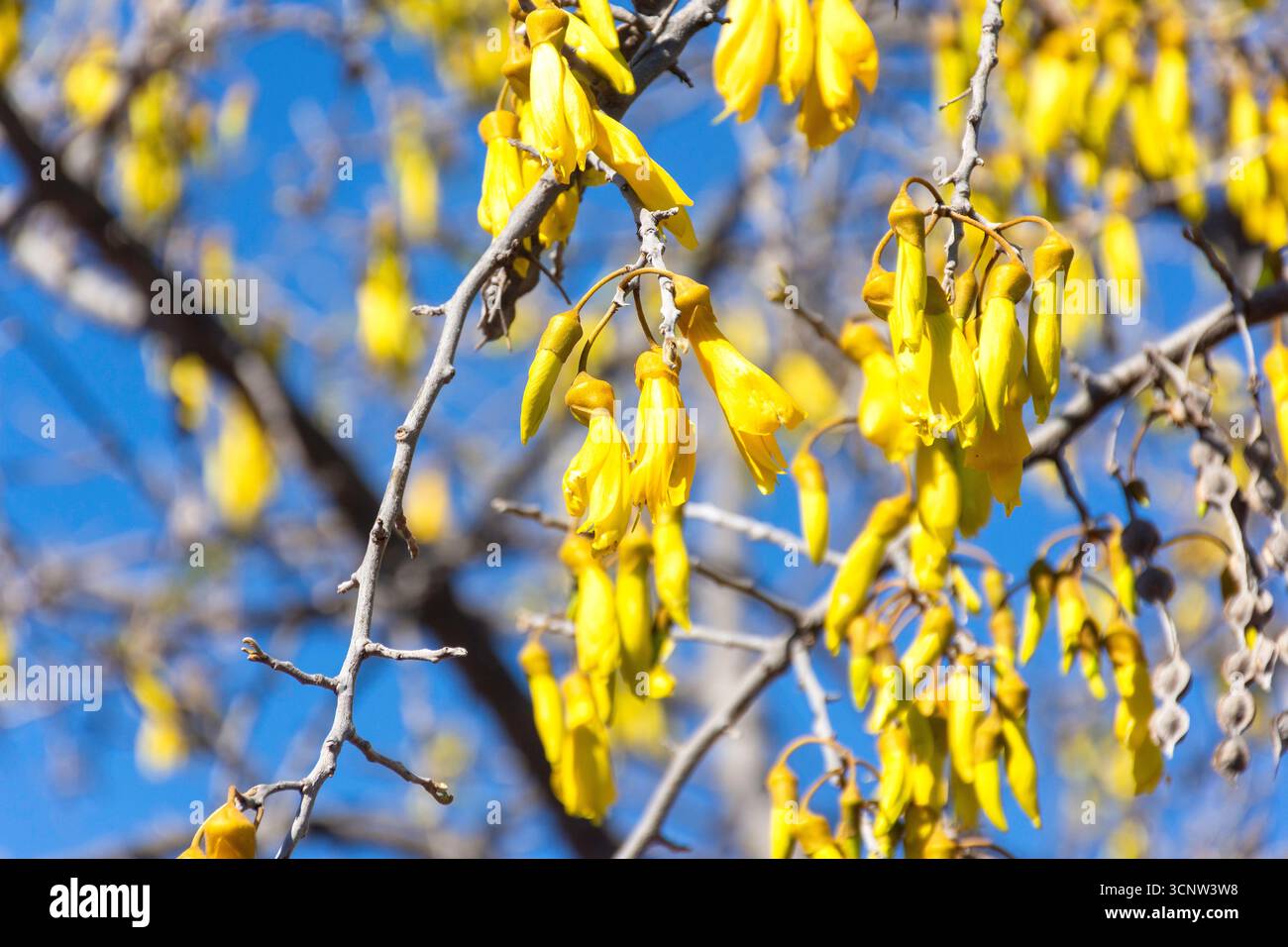 Fleurs indigènes du Kowhai (Sophora) sur arbre, jardins botaniques de Christchurch, ville centrale, Christchurch (Ōtautahi), région de Canterbury, nouvelle-Zélande Banque D'Images