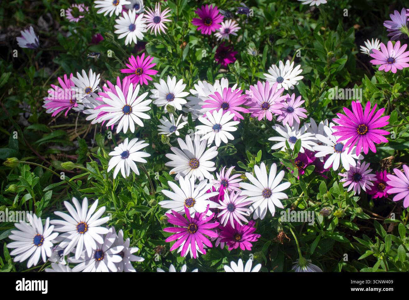 Fleurs du Cap Marguerite dans le jardin, Hackthorne Road, Cashmere, Christchurch (Ōtautahi), Canterbury Region, nouvelle-Zélande Banque D'Images