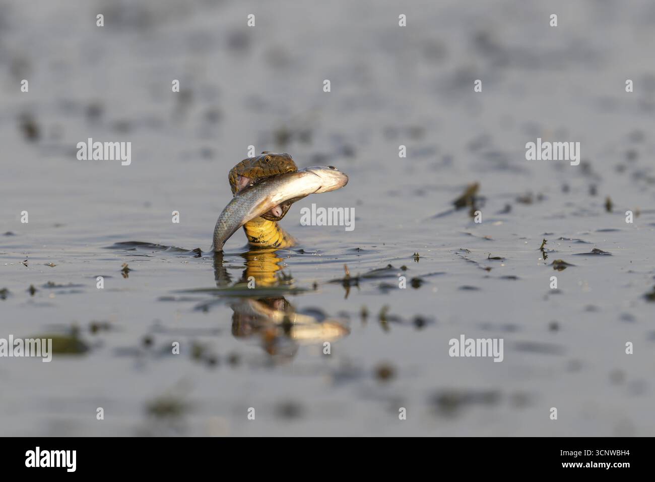 Serpent en dés (Natrix tessellata) serpent avec des poissons dans sa bouche, baignade, Delta du Danube, Roumanie Banque D'Images