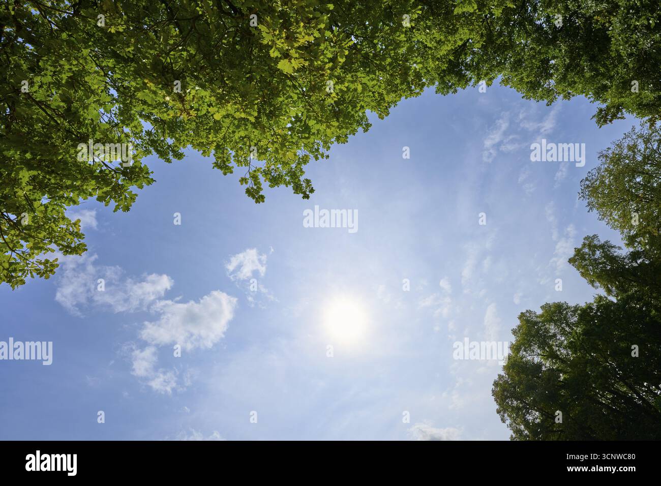 Vue à travers les cimes vertes des arbres à un ciel ensoleillé et clair, Ratisbonne, Bavière, Allemagne Banque D'Images