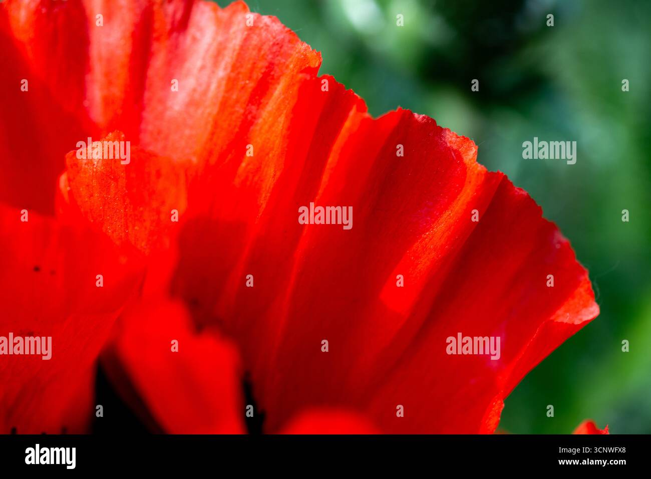 Gros plan de pétales de coquelicot. Flou de fond de texture de pétales de coquelicot rouge. Banque D'Images