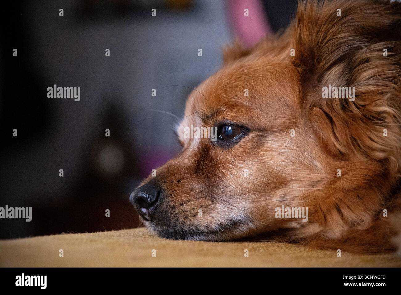 Une vue rapprochée d'un chien brun mignon reposant sa tête confortablement à l'intérieur, évoquant des sentiments de tranquillité et de chaleur. Parfait pour les amoureux des animaux de compagnie et la maison Banque D'Images