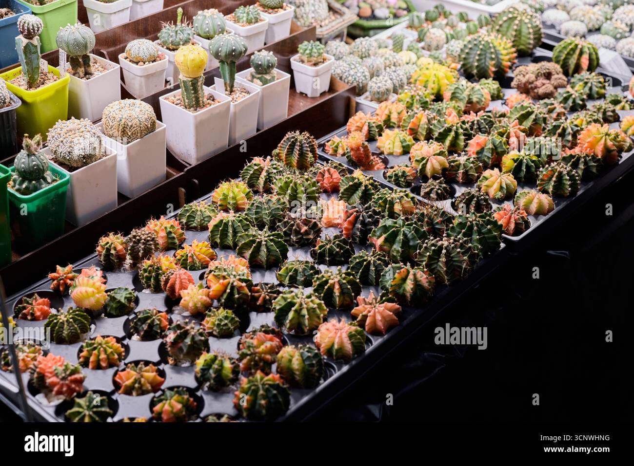 Un assortiment coloré de divers cactus exposés de manière créative lors d'une exposition animée sur le marché Banque D'Images