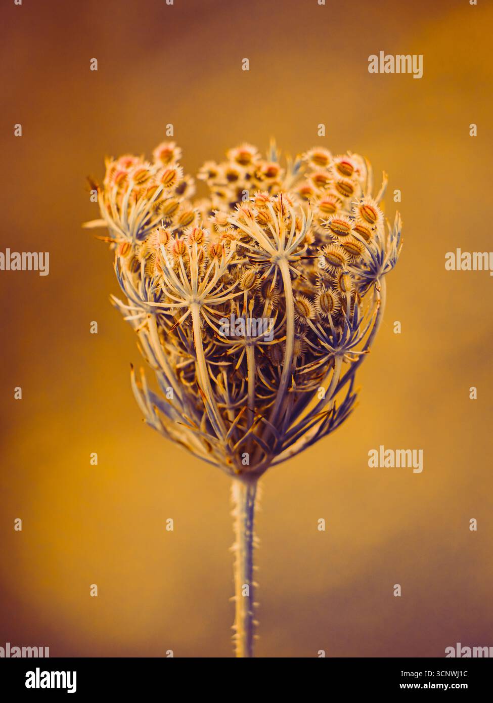 Une tête de fleur séchée se distingue dans cette photographie botanique créative, mettant en valeur des textures complexes et des couleurs surréalistes. La toile de fond chaude améliore son Banque D'Images