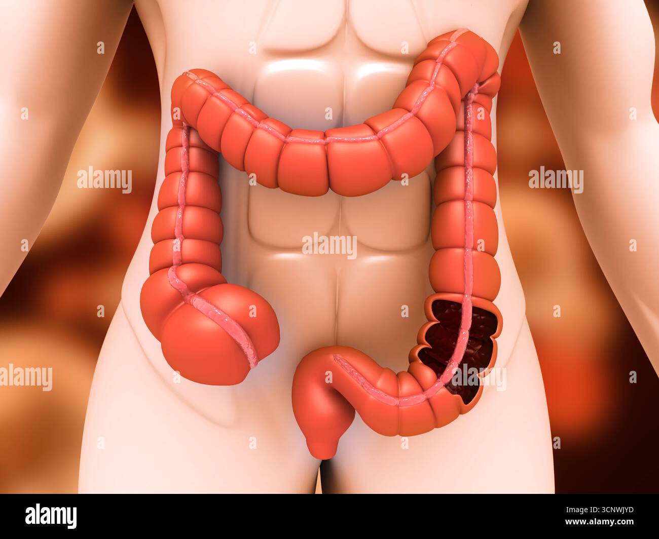 Anatomie du corps humain, côlon, gros intestin. illustration 3d. Banque D'Images