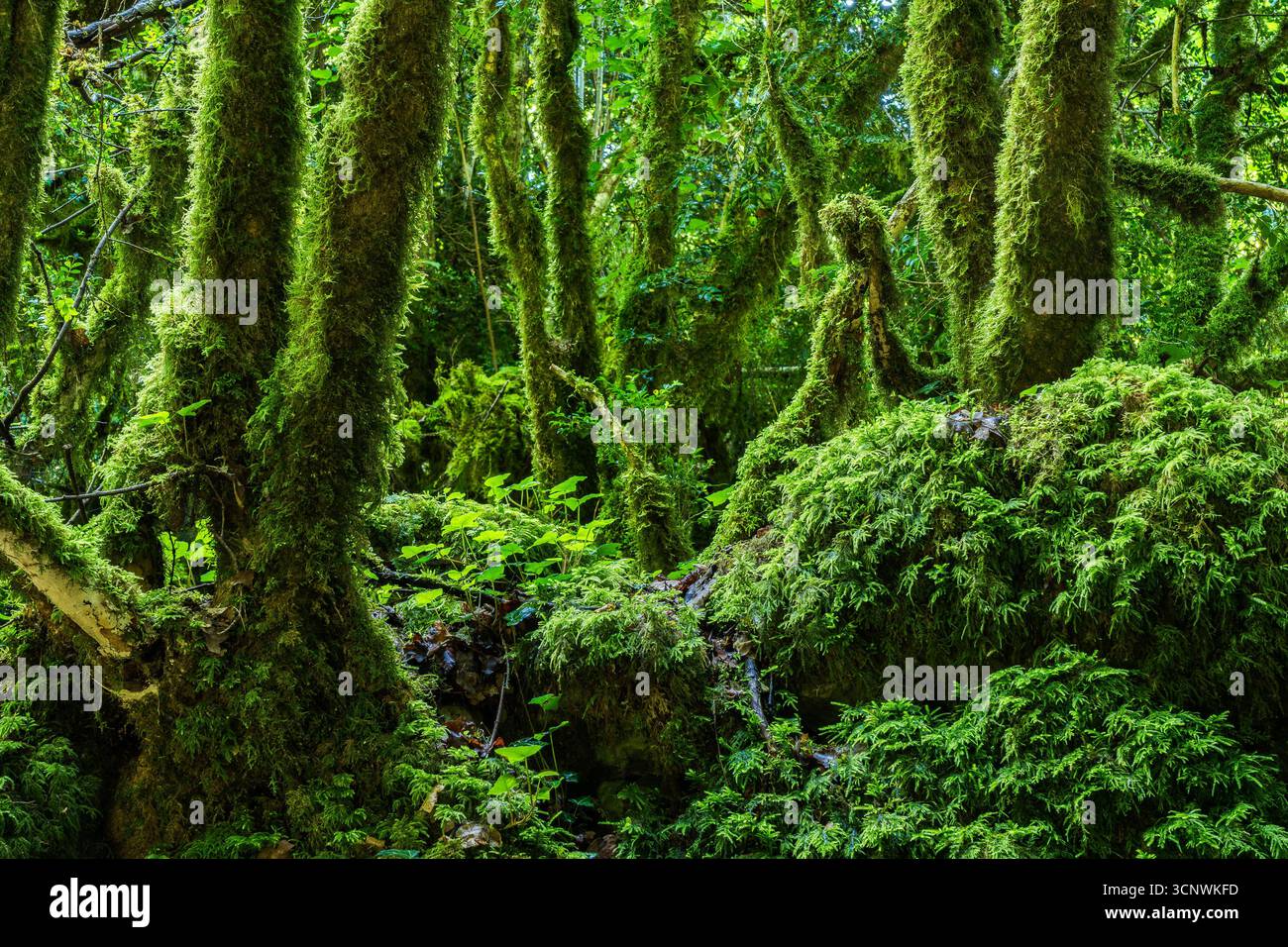 Une scène forestière vibrante et luxuriante présente des arbres drapés d'épaisses couches de mousse verte. La lumière du soleil filtre à travers la canopée dense, soulignant le b serein Banque D'Images