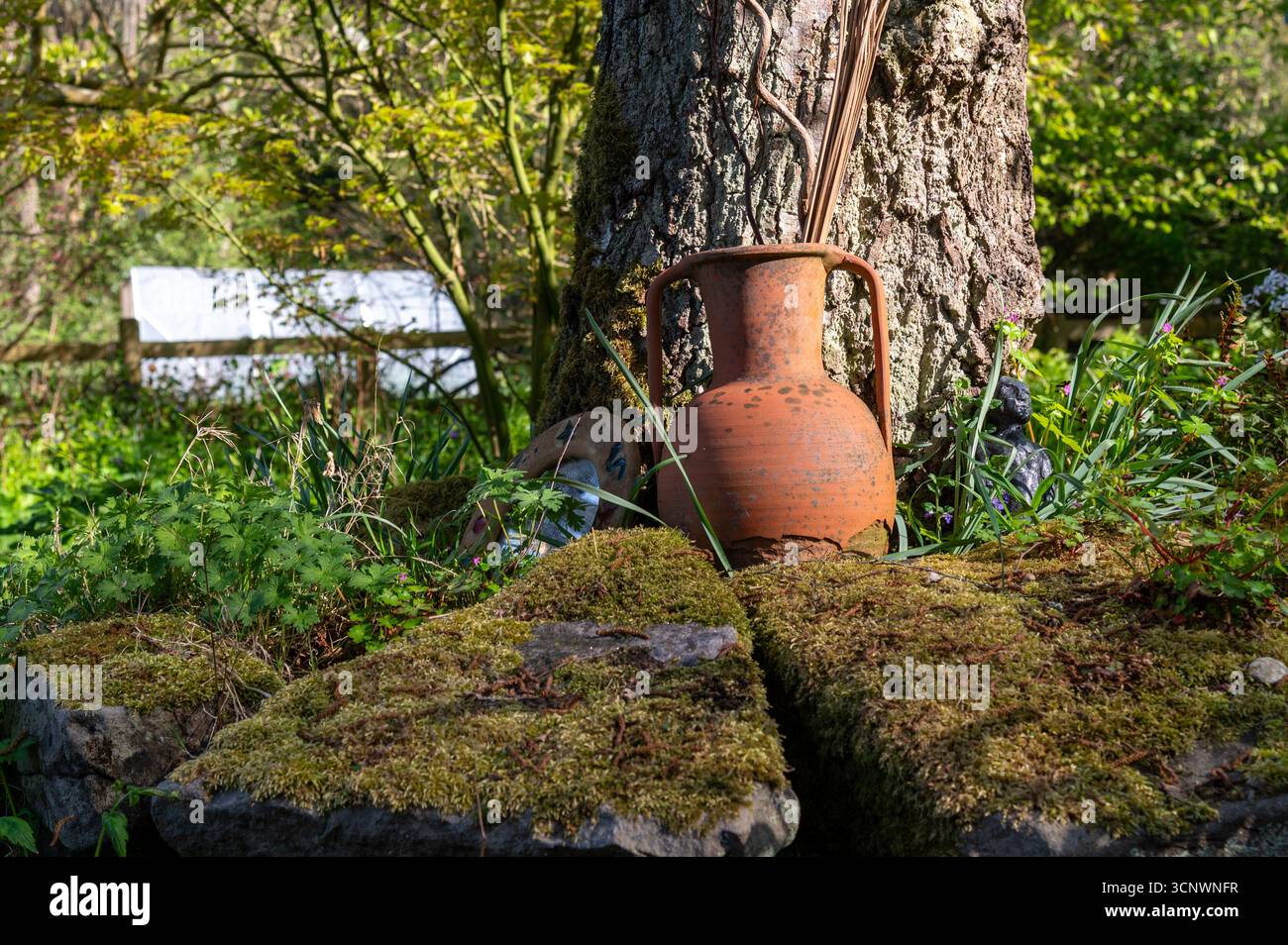 Amphore en terre cuite à la base d'un vieux bouleau avec des pierres couvertes de mousse, photographiée en avril dans un jardin boisé, Royaume-Uni Banque D'Images